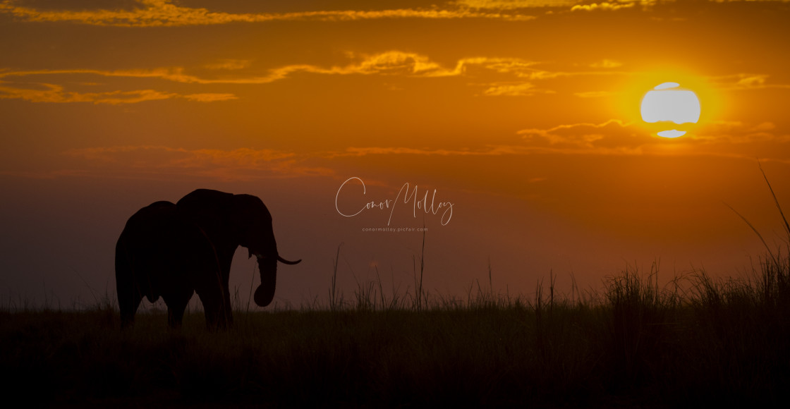 "Elephant at Sunset" stock image