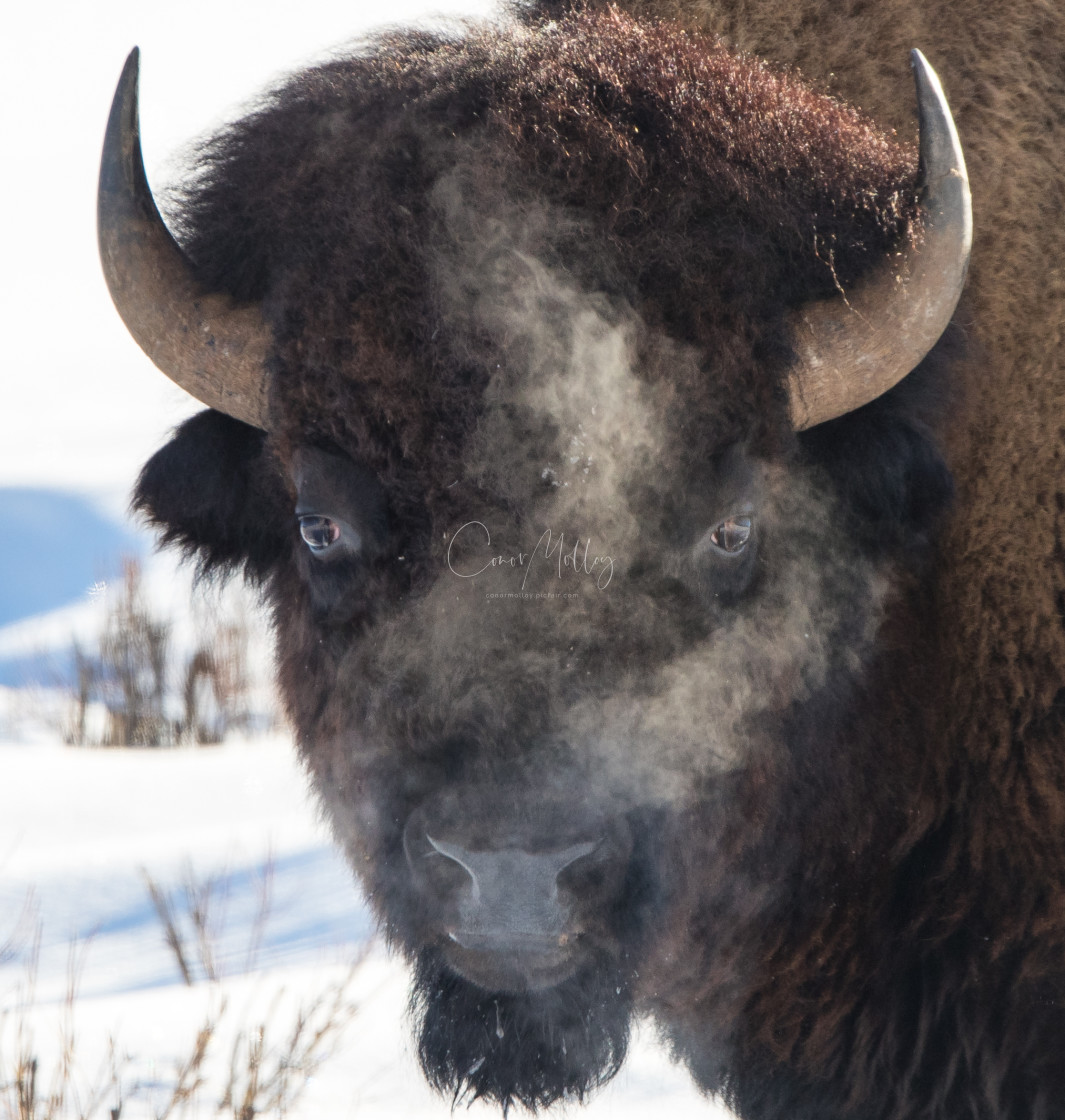 "Bison" stock image