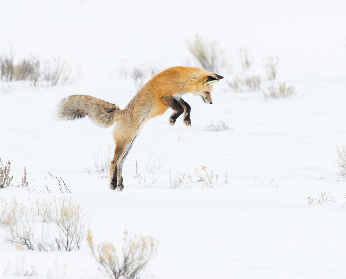 "Red fox jumping in snow field" stock image