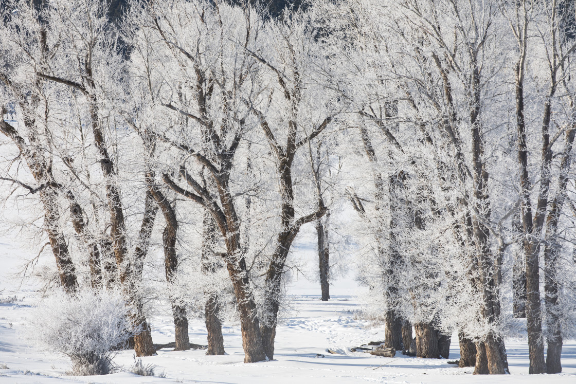 "Snowy trees" stock image