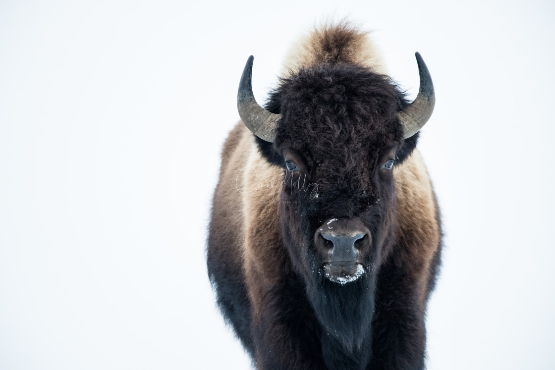 "Bison" stock image