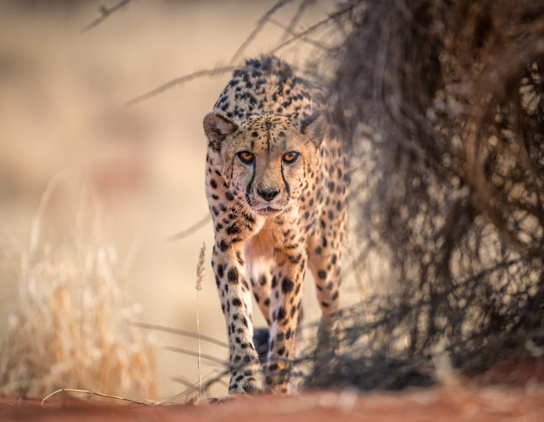 "Prowling Cheetah" stock image