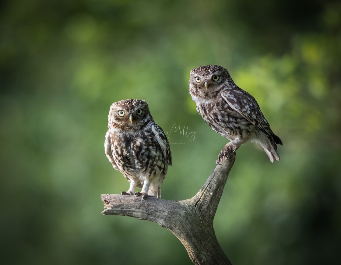 "Two Little Owls" stock image