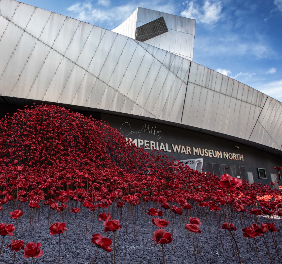 "The Wave display of poppies" stock image