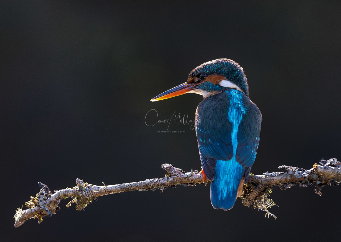 "Female kingfisher at rest" stock image