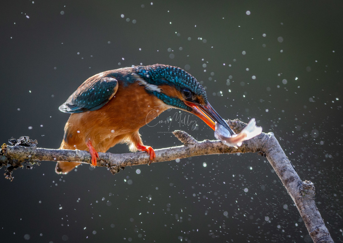 "Kingfisher with catch" stock image