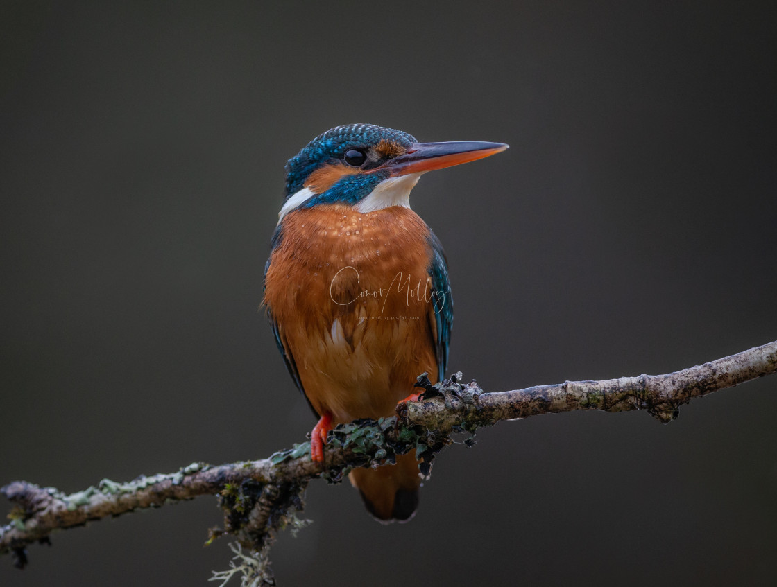 "female kingfisher on branch" stock image