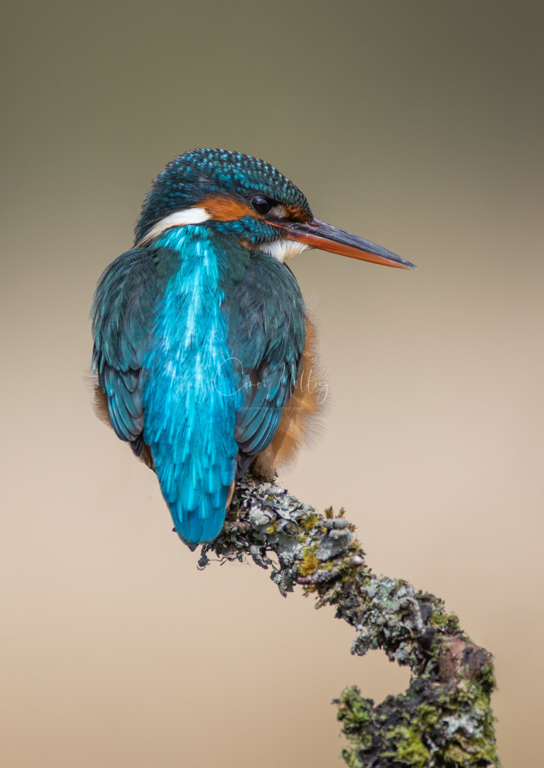 "Kingfisher on a branch" stock image