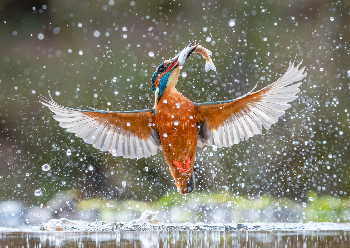 "Kingfisher emerging with fish" stock image