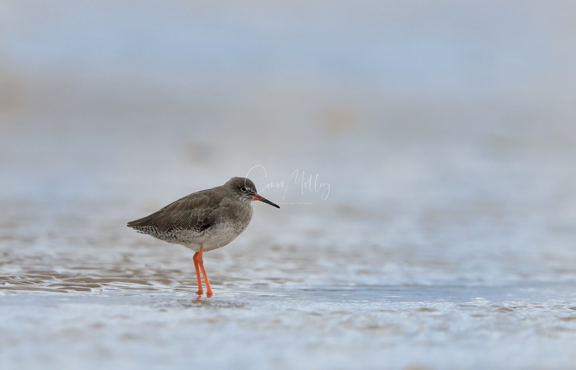 "A lone Redshank" stock image