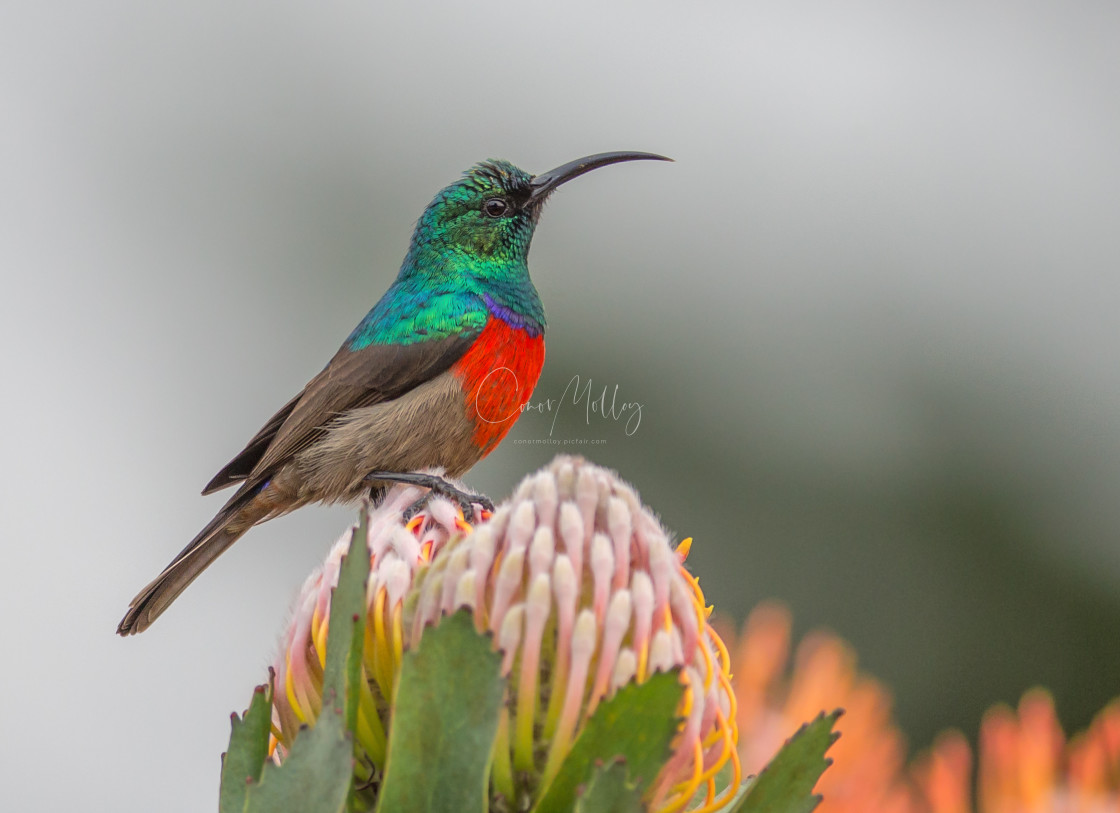 "Double collared sunbird" stock image