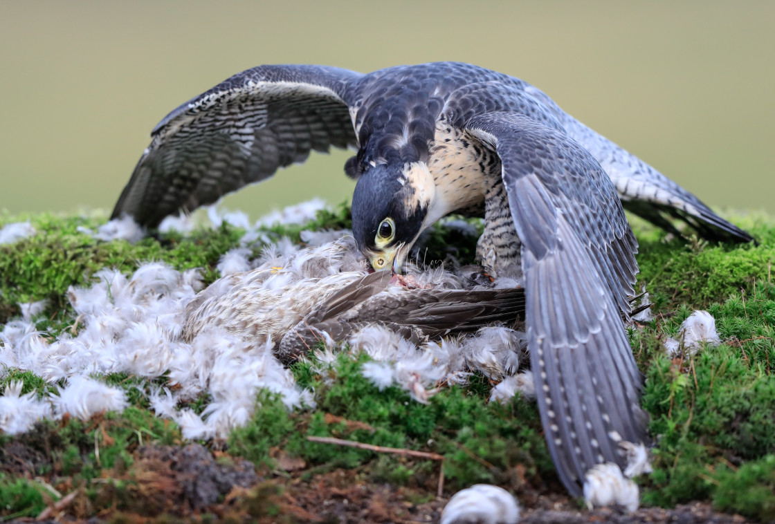 "Peregrine Falcon on prey" stock image