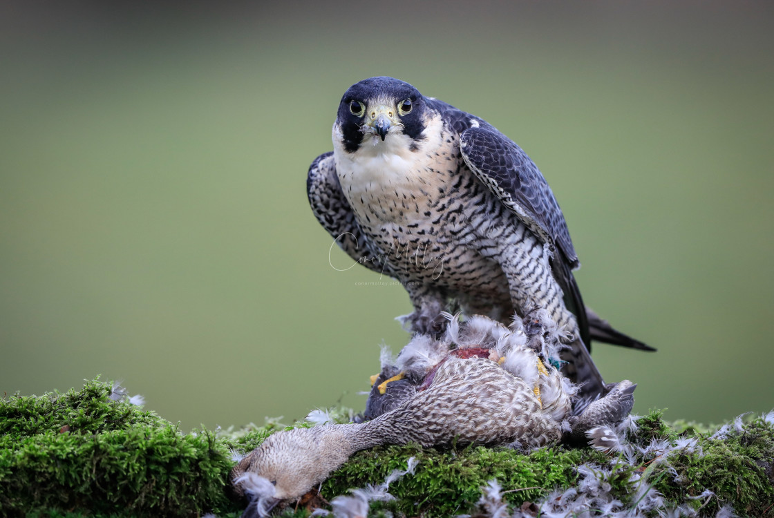 "Peregrine Falcon on prey" stock image