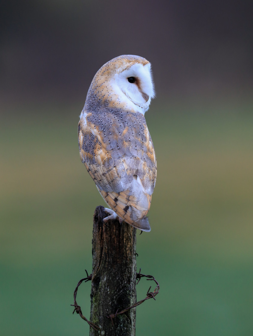 "Barn Owl" stock image