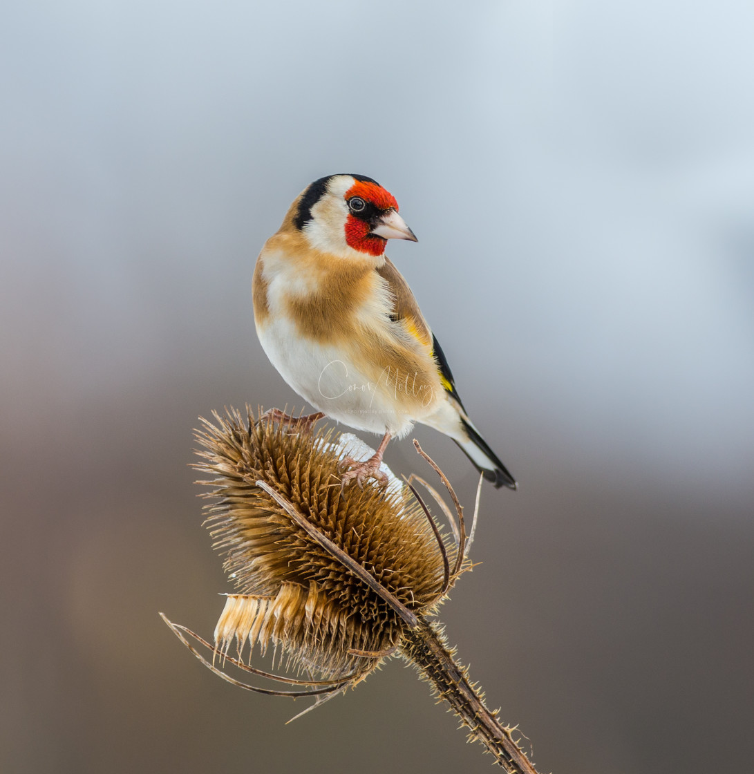 "Goldfinch on Teasel" stock image