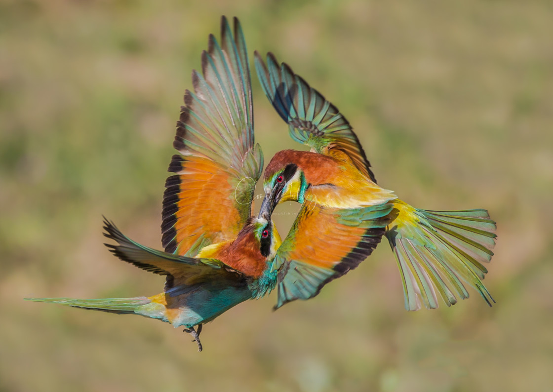 "Kissing Beeeaters" stock image