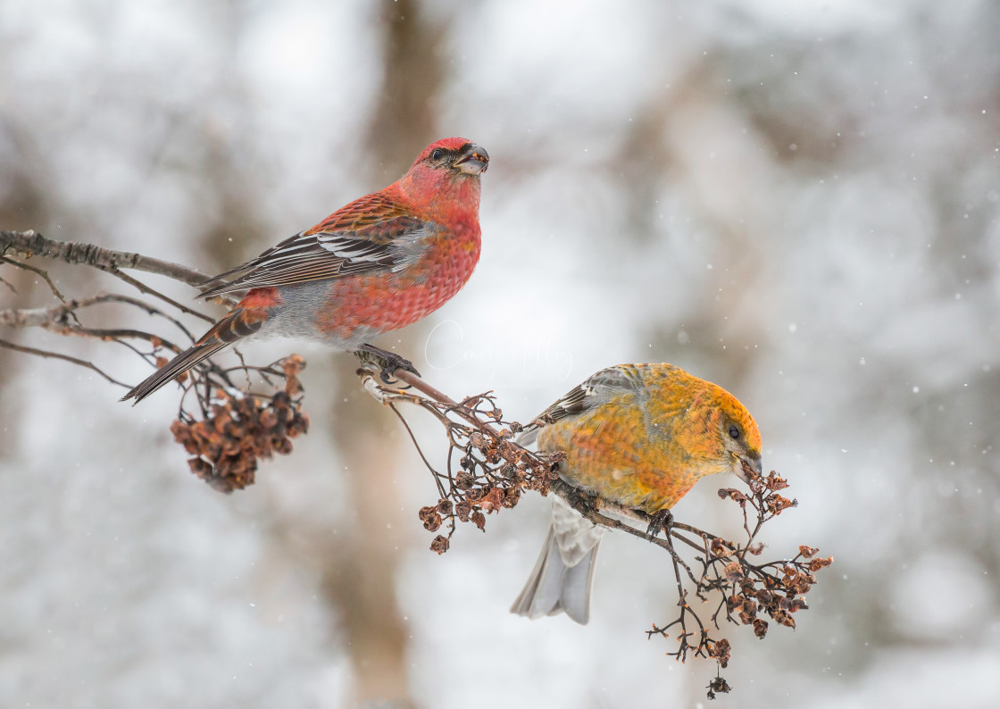 "Pine Grosbeak male and female" stock image