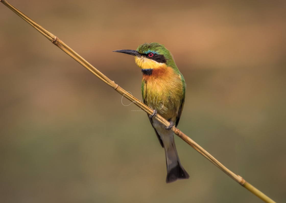 "Little Beeeater" stock image