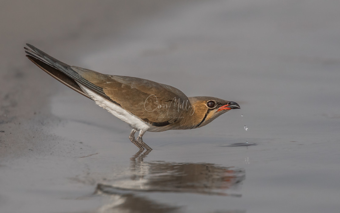 "Collared Pratincole drinking" stock image