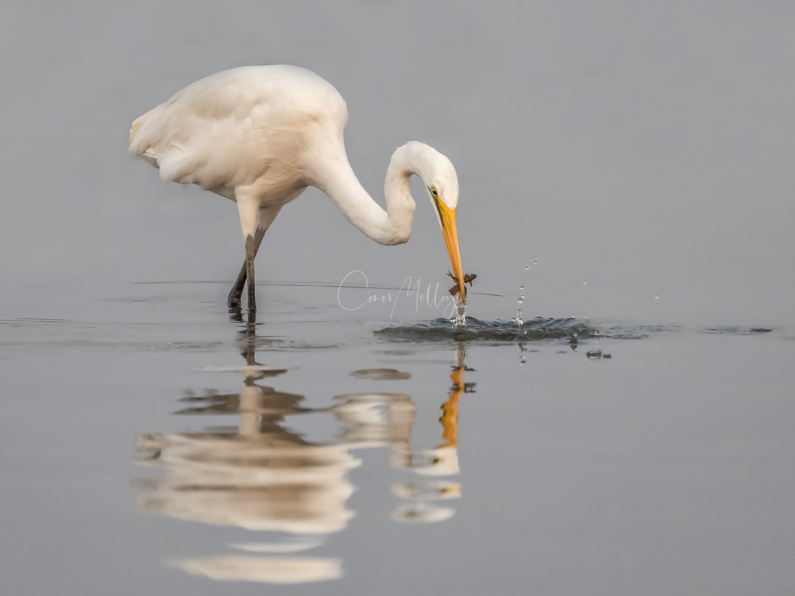 "Great Egret fishing" stock image