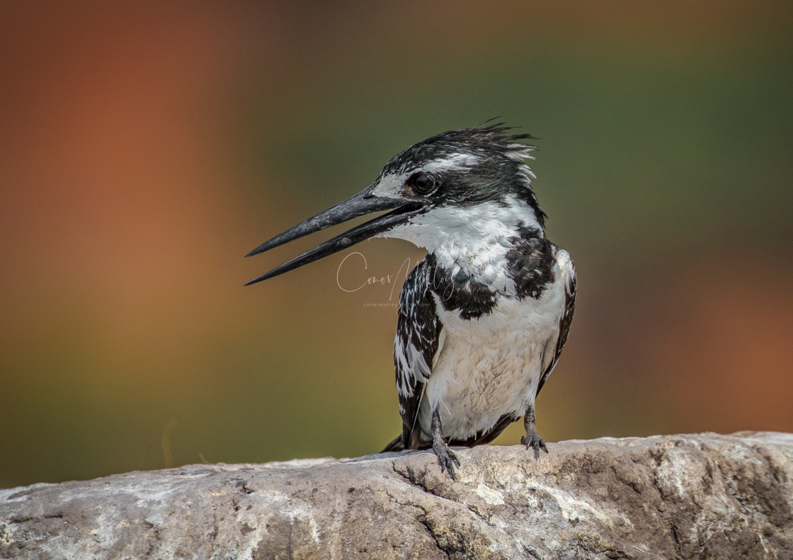 "Pied Kingfisher" stock image