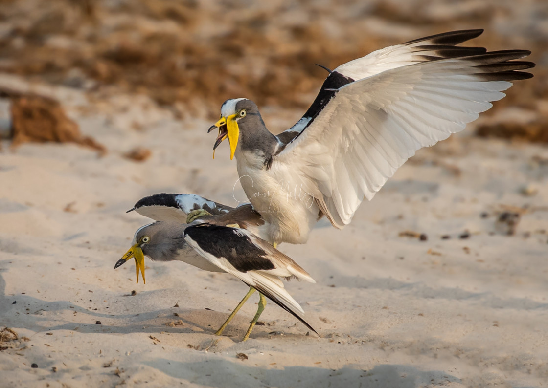 "White crowned Lapwings mating" stock image