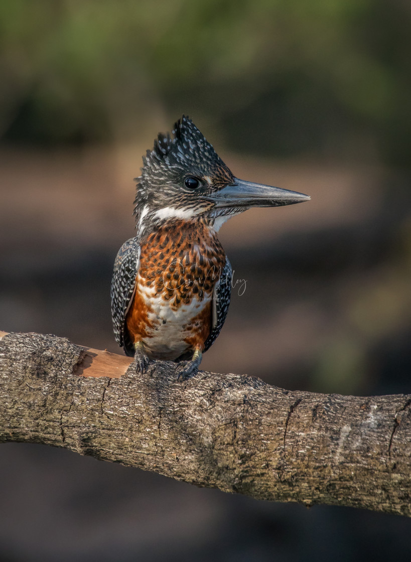 "Giant Kingfisher" stock image