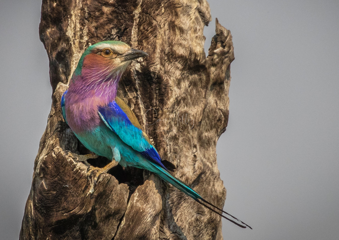 "Lilac breasted Roller" stock image