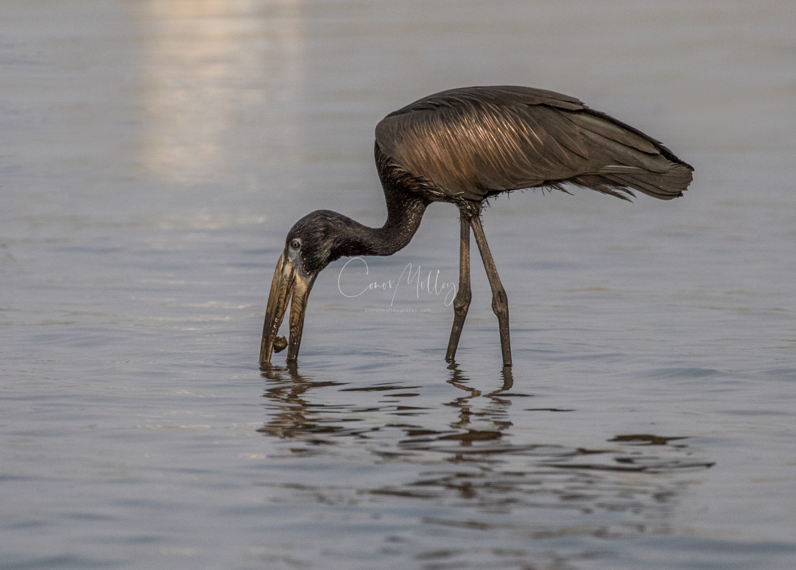 "African Openbill" stock image