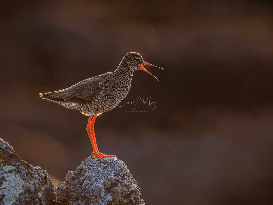 "Redshank calling" stock image