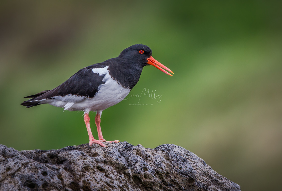 "Oystercatcher" stock image