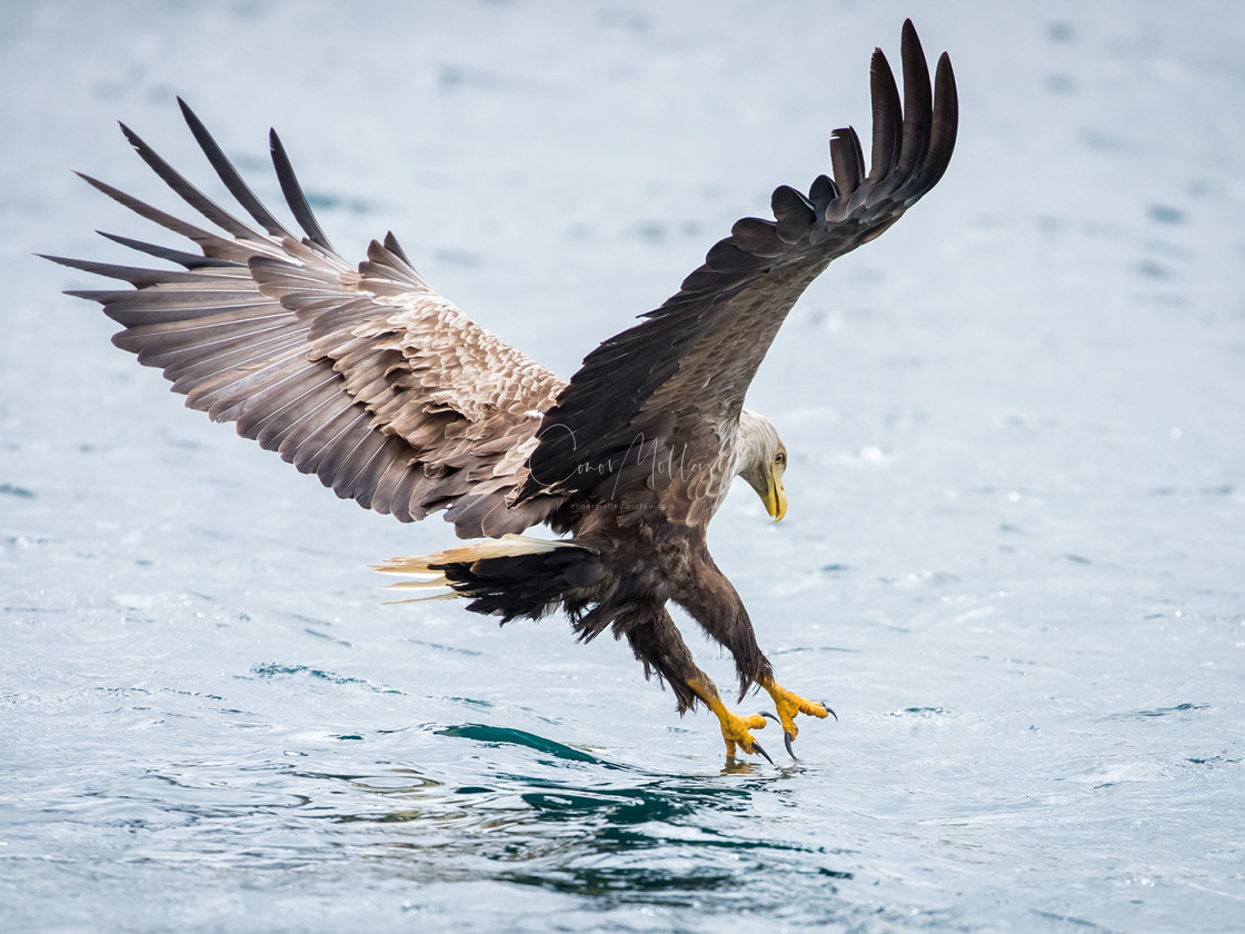 "White Tailed Eagle" stock image