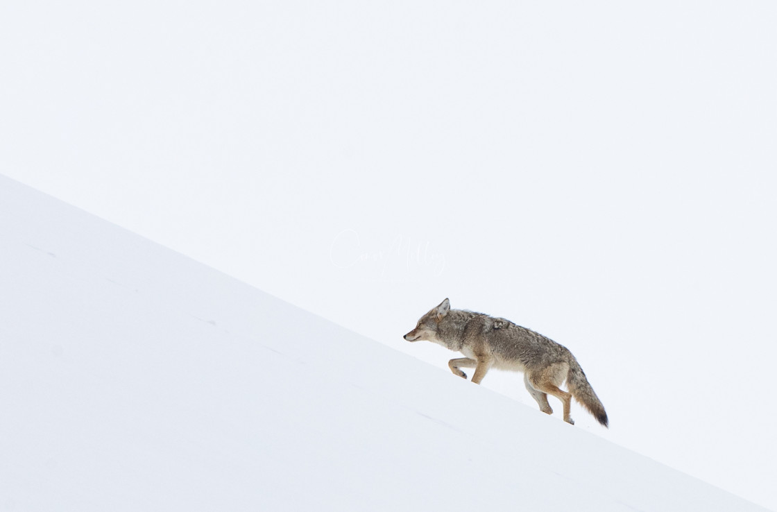 "Coyote climbing in the snow" stock image