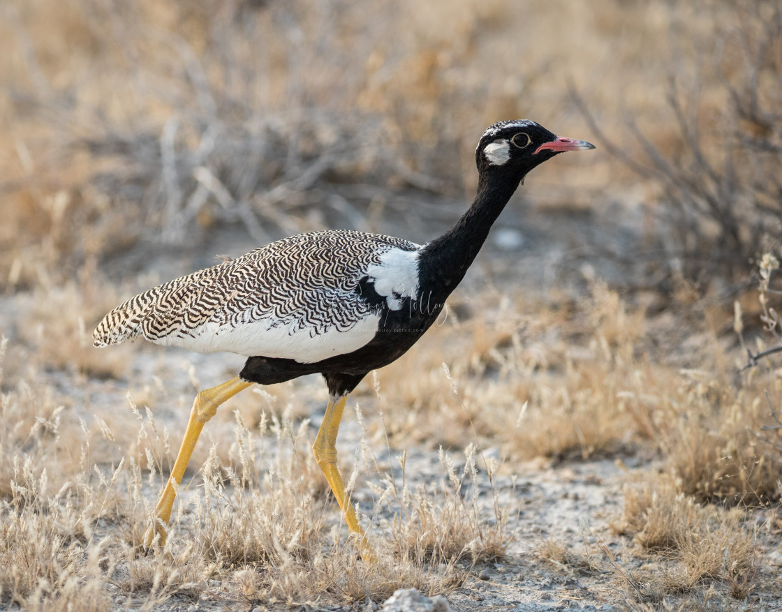 "Northern Black Korhaan" stock image