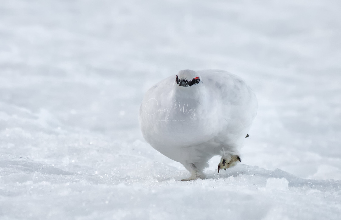 "Ptarmigan in the snow" stock image