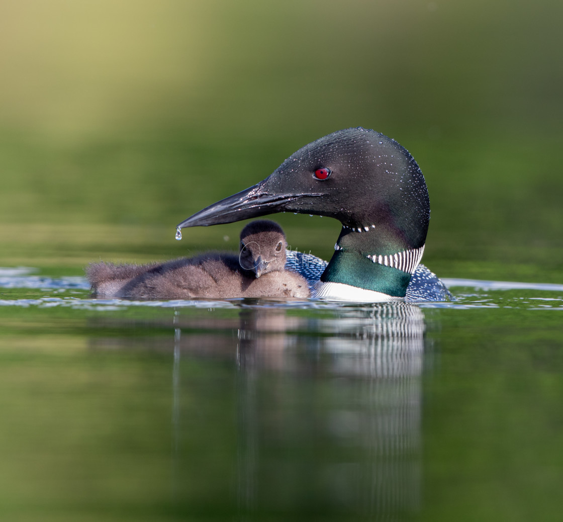 "Great Northern Diver with chick" stock image