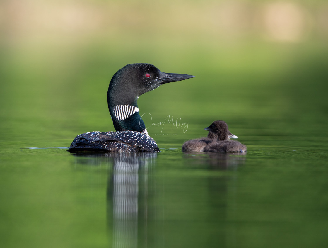 "Great Northern Diver with its chicks" stock image