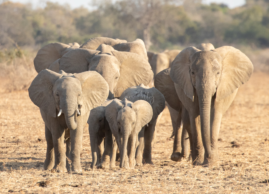 "Elephant family on the march" stock image