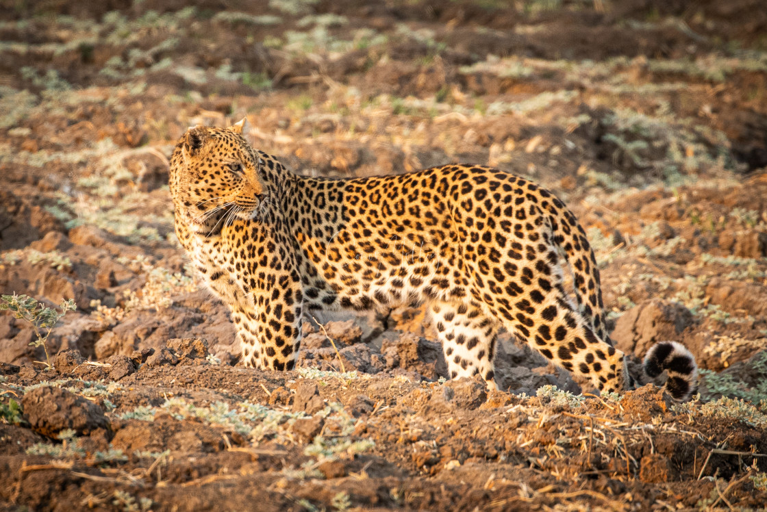 "Leopard on the look out" stock image