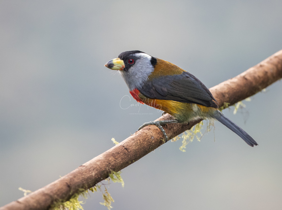 "Toucan Barbet" stock image