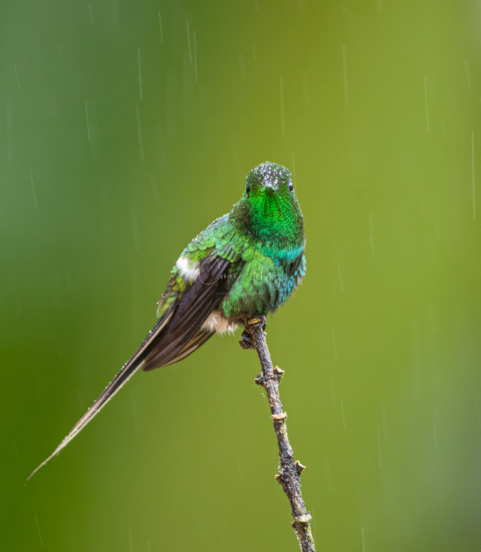 "Green Thorntail Hummingbird" stock image