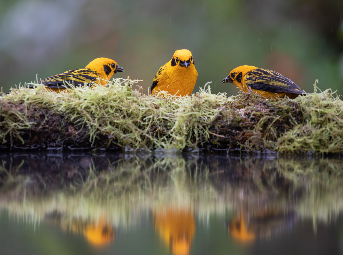 "Golden Tanagers" stock image