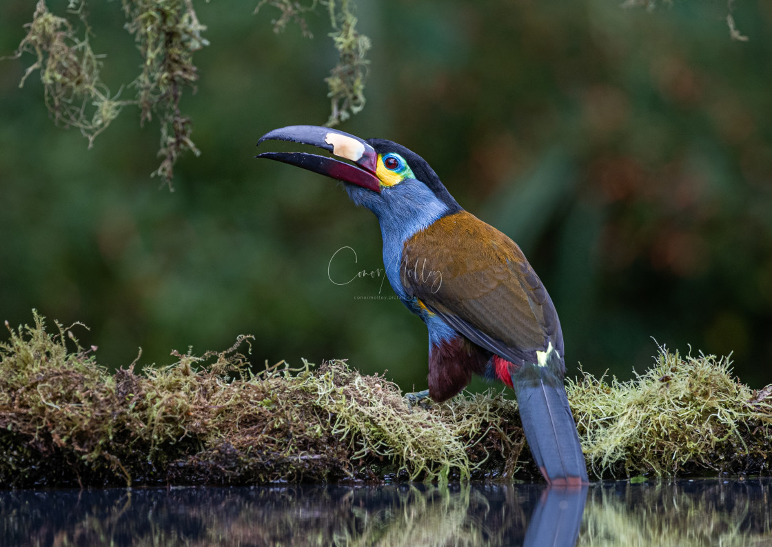 "Plate billed Mountain Toucan" stock image