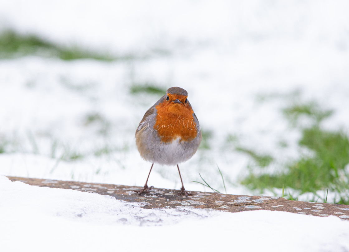 "Robin" stock image