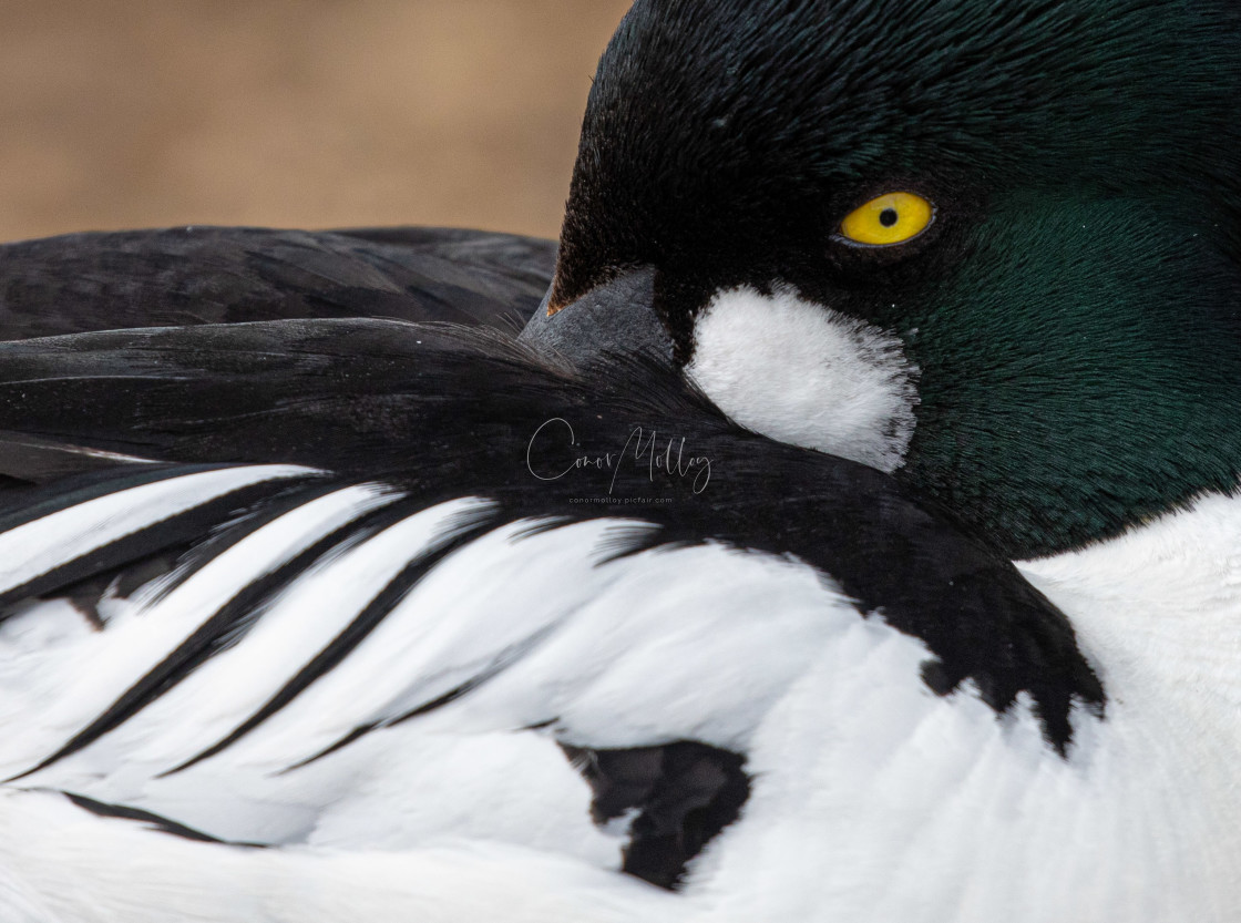 "Goldeneye" stock image