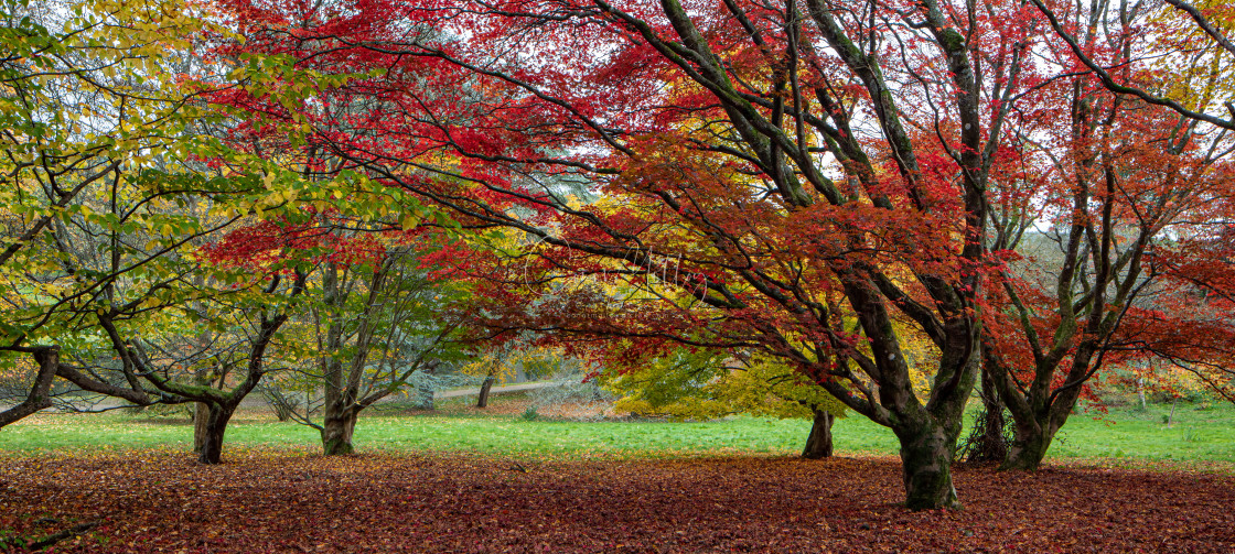 "Autumn colour" stock image