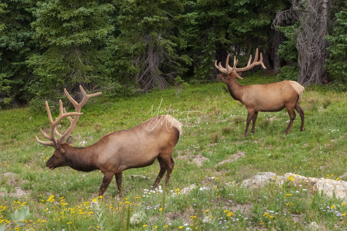 "Young Bull Elk in Velvet Grazing below the Road" stock image