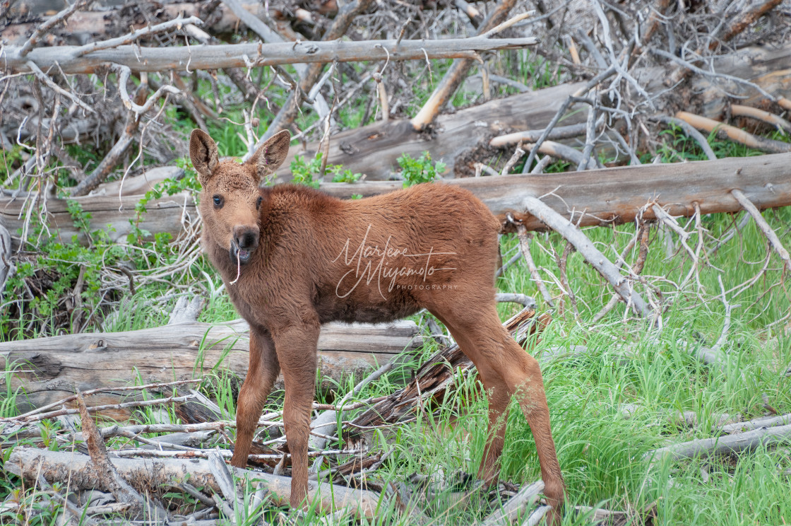 "Moose Calf I" stock image