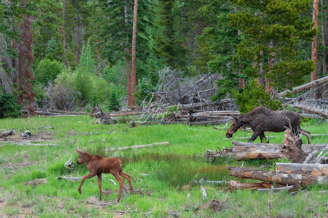 "Moose Cow and Her Calf III" stock image