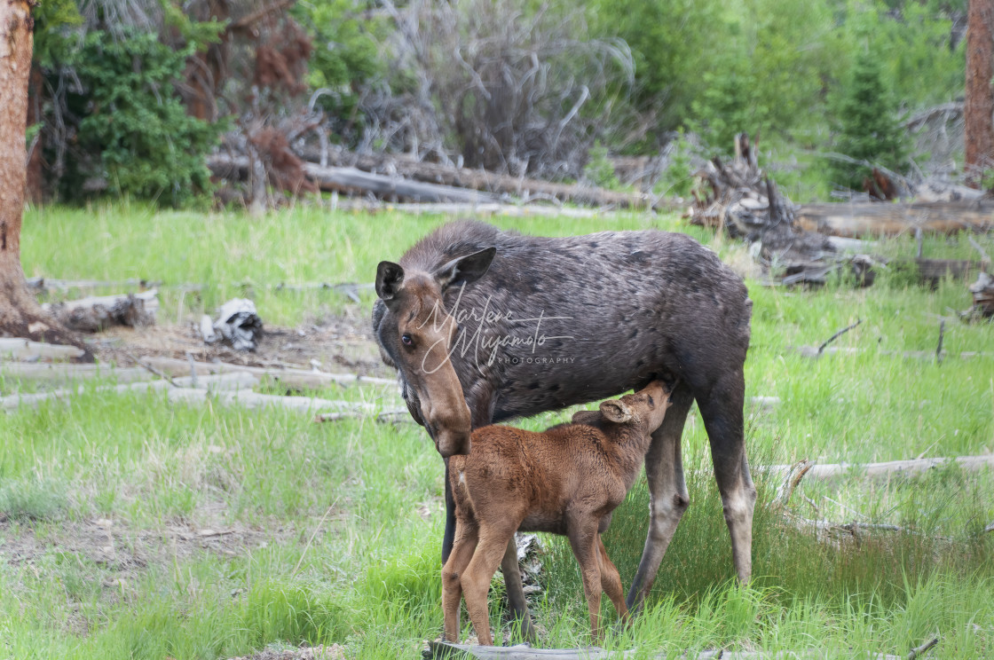 "Moose Cow and Her Calf Nursing" stock image